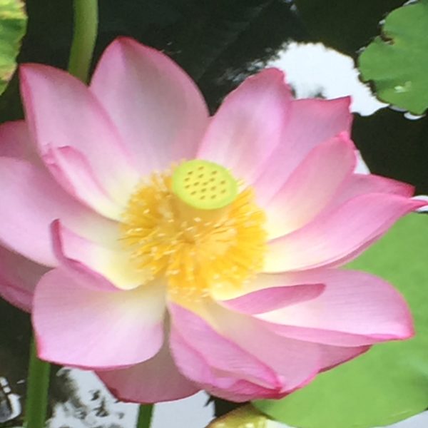 蓮の花